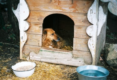 棕色木制宠物笼中的棕色长毛狗